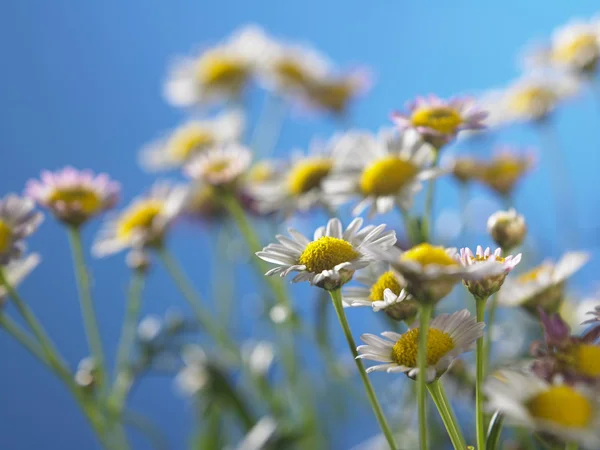 Daisy farm flowers — Stock Photo, Image