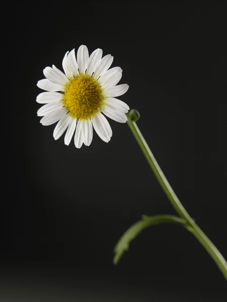 Один ромашки квітка — стокове фото