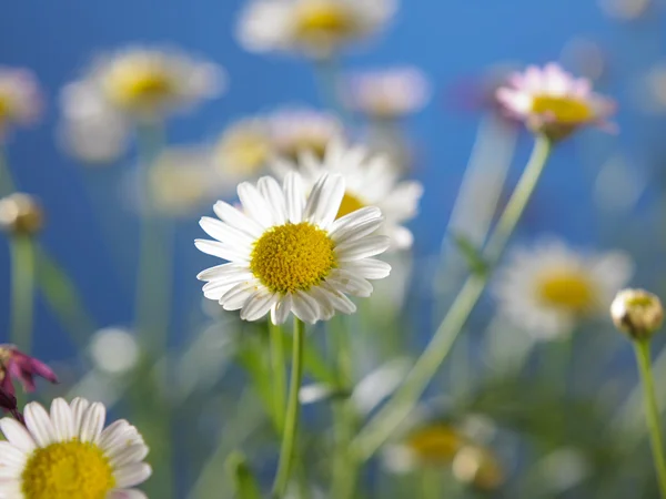 Daisy gård blommor — Stockfoto