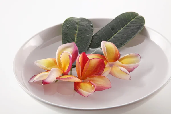 Tropica frangipani flowers — Stock Photo, Image