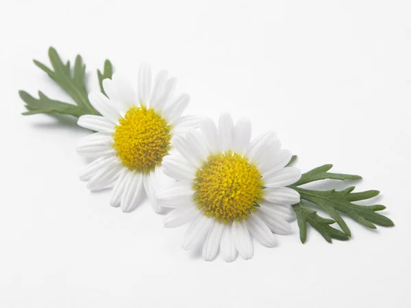 Fresh daisy flowers — Stock Photo, Image