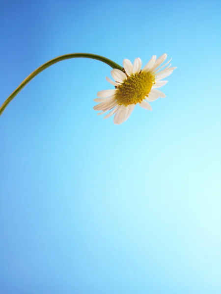 Bir papatya çiçeği — Stok fotoğraf