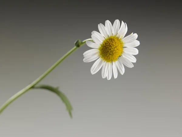 Один ромашки квітка — стокове фото