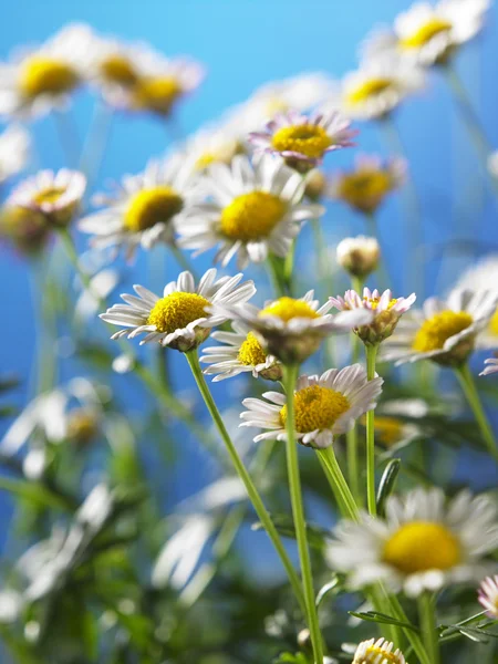 Daisy gård blommor — Stockfoto