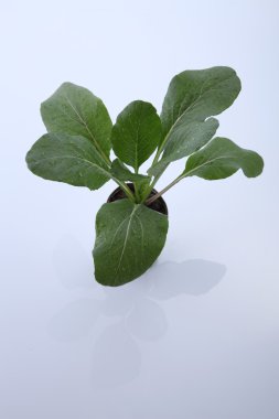 Yeşil choy toplamı