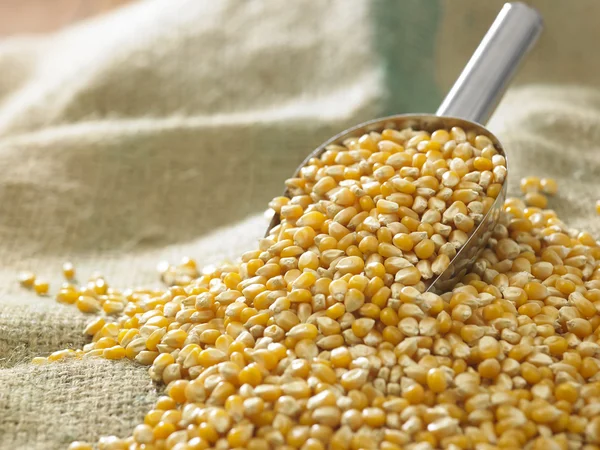 Yellow dry corn — Stock Photo, Image