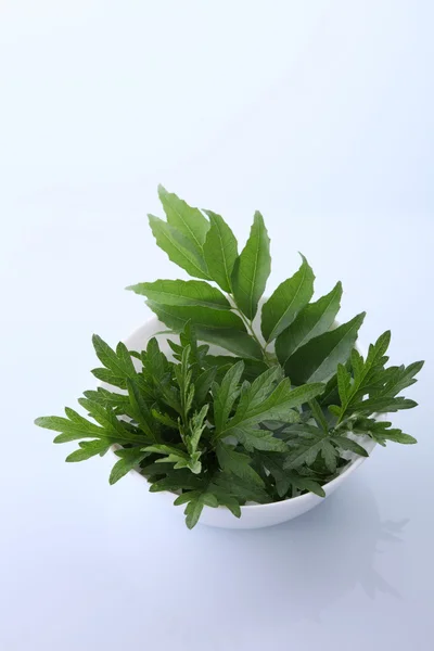 Herbal Mugwort Hijau — Stok Foto