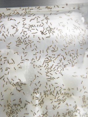 Beyaz şeker karıncalar ile