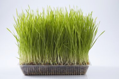 Green wheat grass