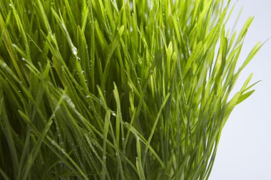 Green wheat grass