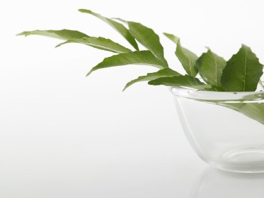 cam kapta köri yaprakları