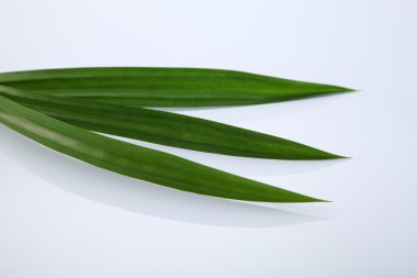 Beyaz Pandan yapraklarda
