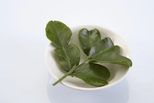 Bergamot kaffir lime leaves — Stok Foto