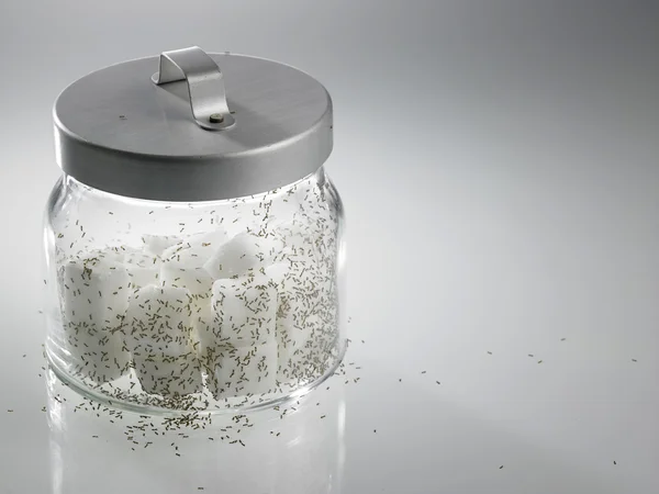 Witte suiker mieren — Stockfoto