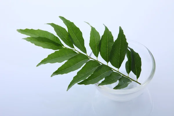 Indian curry leaves — Stock Photo, Image