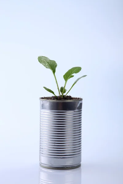 Gröna choy sum — Stockfoto