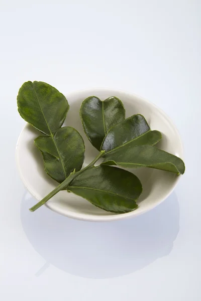 Bergamot kaffir lime leaves — стоковое фото