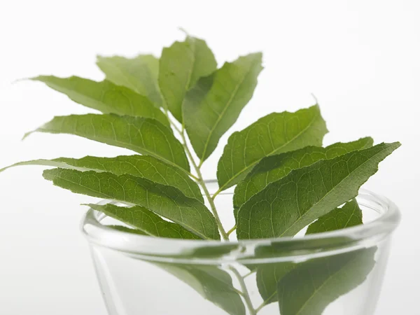 Curry leaves in glass bowl — Stock Photo, Image