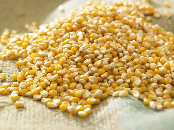 Yellow dry corn — Stock Photo, Image