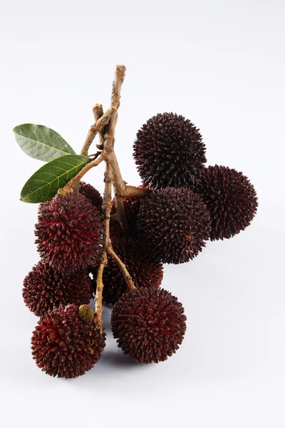 Kapoelasan of kapulasan vruchten — Stockfoto