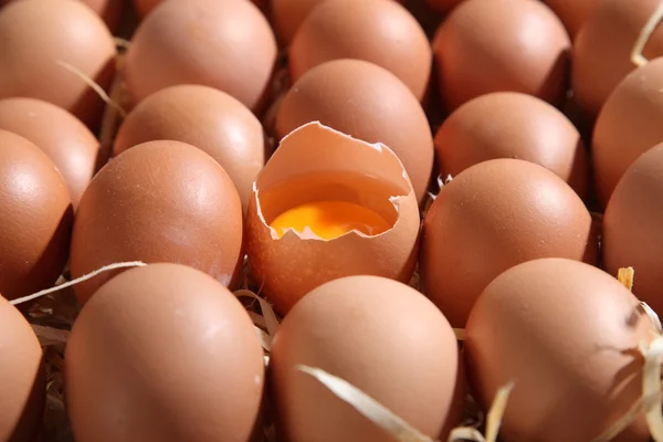 Čerstvá vejce hnědé — Stock fotografie