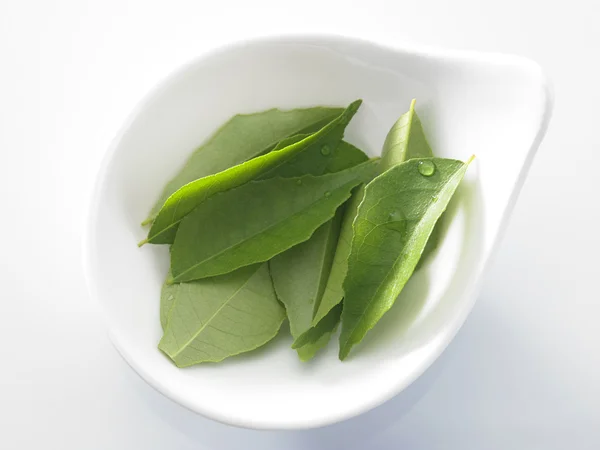 Färska curry leaf — Stockfoto