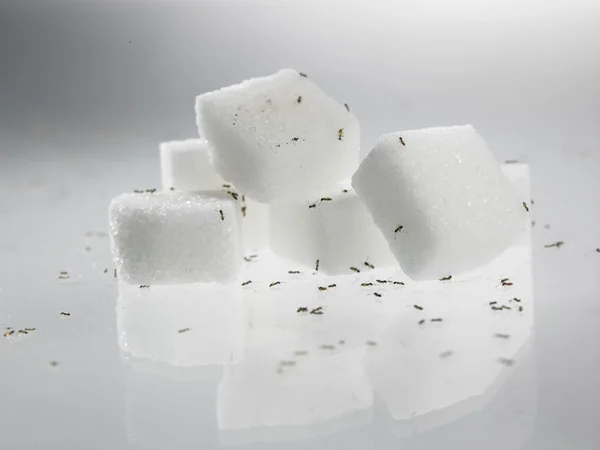 Bílý cukr s mravenci — Stock fotografie