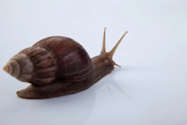 Isolated garden snail — Stock Photo, Image