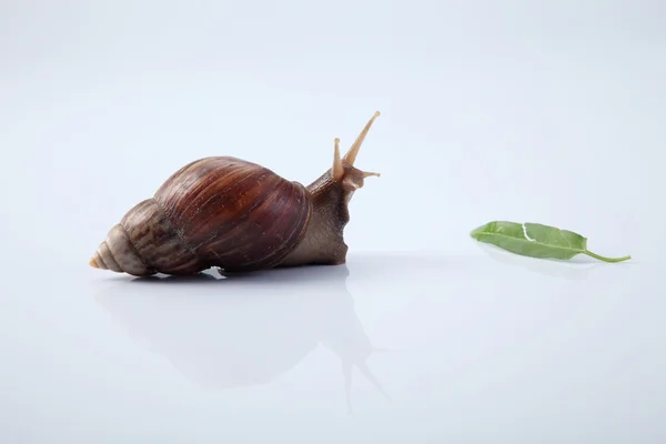 Isolated garden snail — Stock Photo, Image