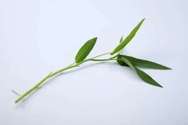 Espinacas de agua verde —  Fotos de Stock