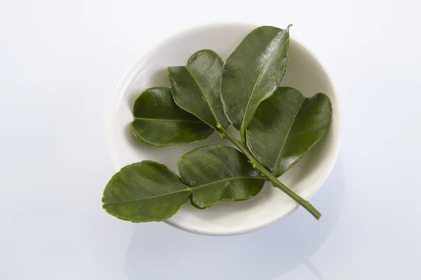 Bergamot kaffir lime leaves — Stok Foto