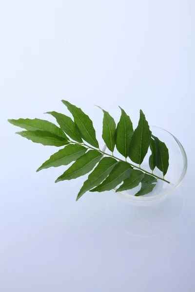 인도 카레 잎 — 스톡 사진