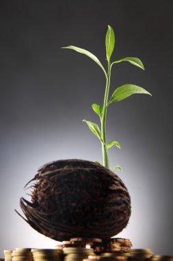 yatırım büyümek bir ağaç gibi