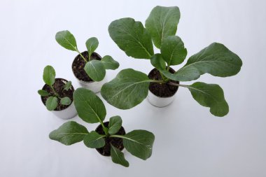 Yeşil choy toplamı