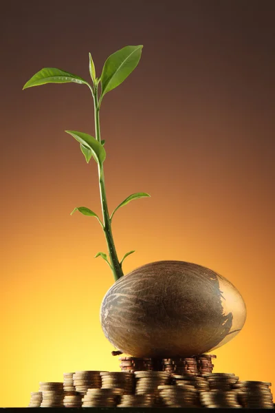 Investitionen wachsen wie ein Baum — Stockfoto