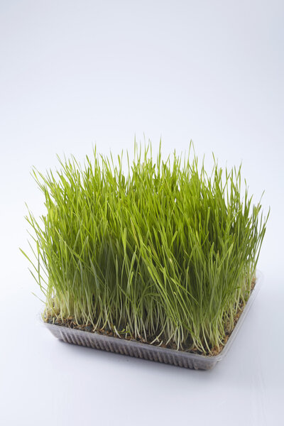 Green wheat grass