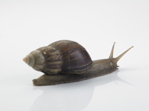 Isolated garden snail