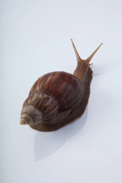 Caracol de jardín aislado — Foto de Stock