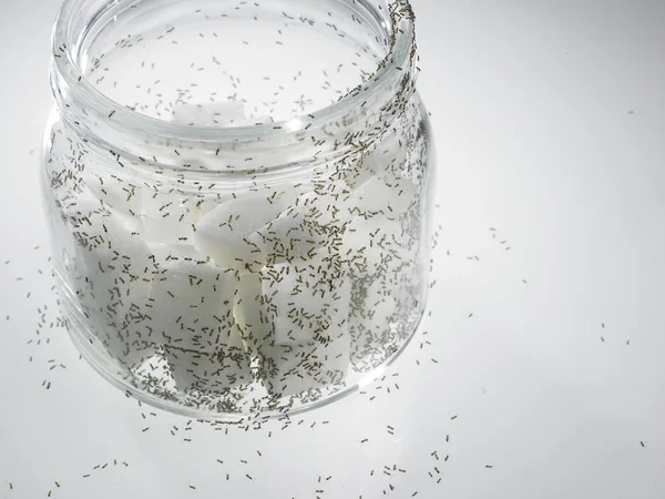 White sugar with ants — Stock Photo, Image
