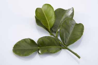 Bergamot Güney Afrika'da bir kabile kireç yaprakları