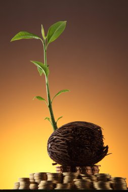 yatırım büyümek bir ağaç gibi