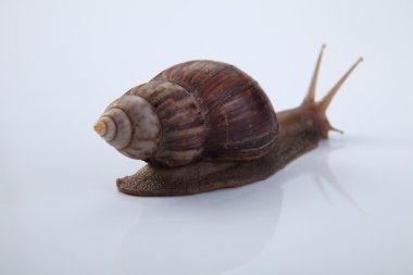 İzole Bahçe salyangoz