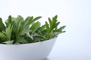 Green Mugwort Herbal clipart