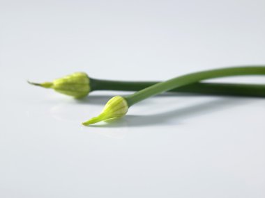 yeşil soğan yaprağı