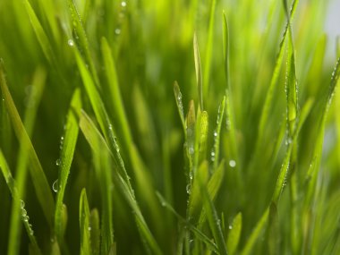 Green wheat grass