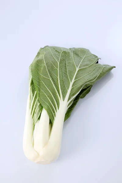朴菜または sawi putih — ストック写真