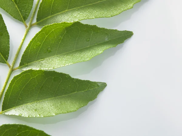 Fresh curry leaf — Stock Photo, Image