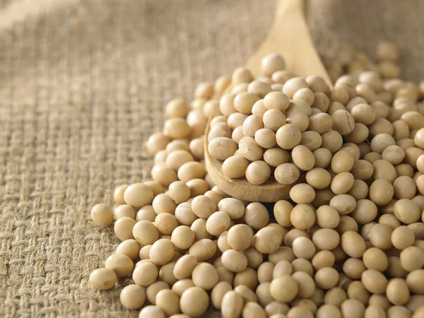 Dry soy beans — Stock Photo, Image