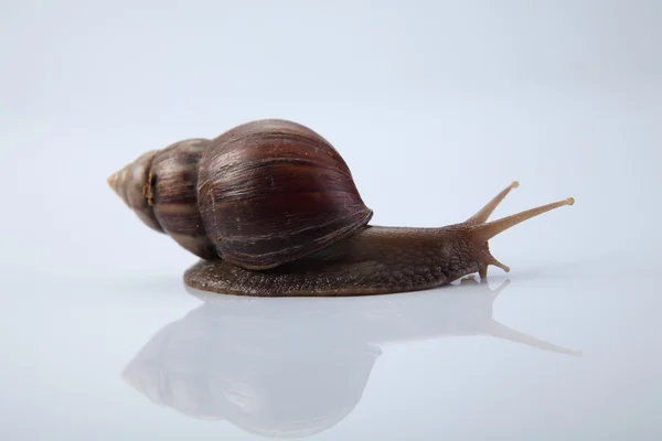 Isolated garden snail — Stock Photo, Image