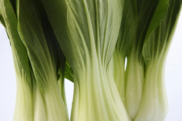 Green Bok choy — Foto Stock